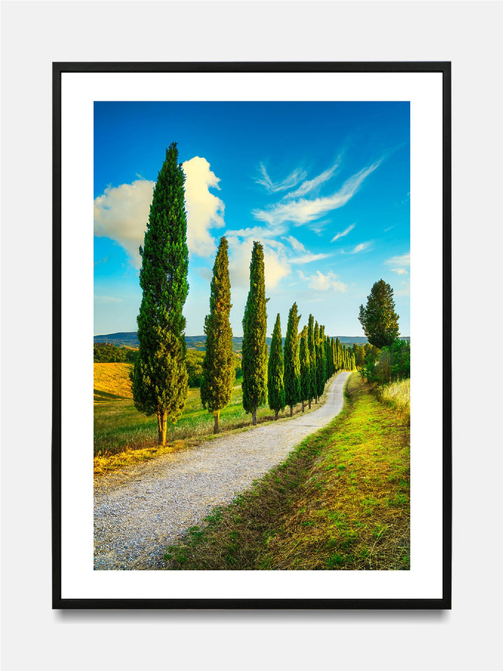 Tuscany Trees