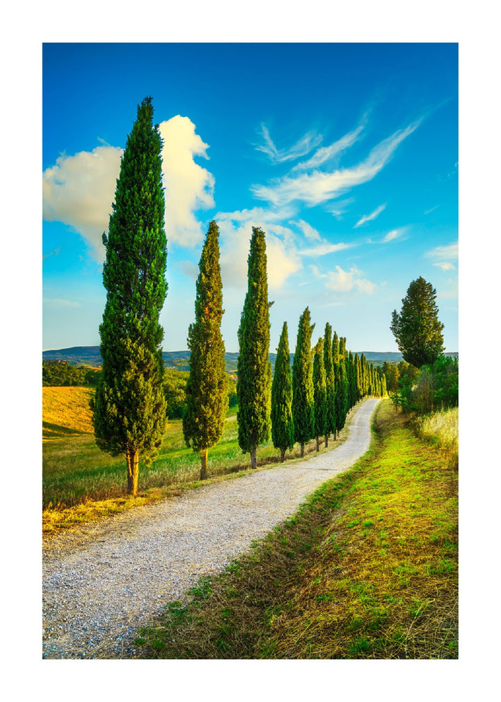 Tuscany Trees